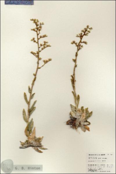 URN_catalog_HBHinton_herbarium_25488.jpg.jpg