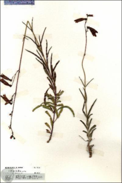 URN_catalog_HBHinton_herbarium_19726.jpg.jpg