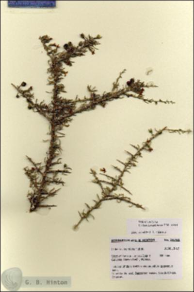 URN_catalog_HBHinton_herbarium_28755.jpg.jpg