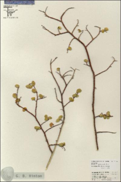 URN_catalog_HBHinton_herbarium_25744.jpg.jpg