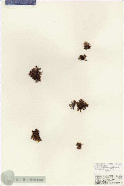 URN_catalog_HBHinton_herbarium_23763.jpg.jpg