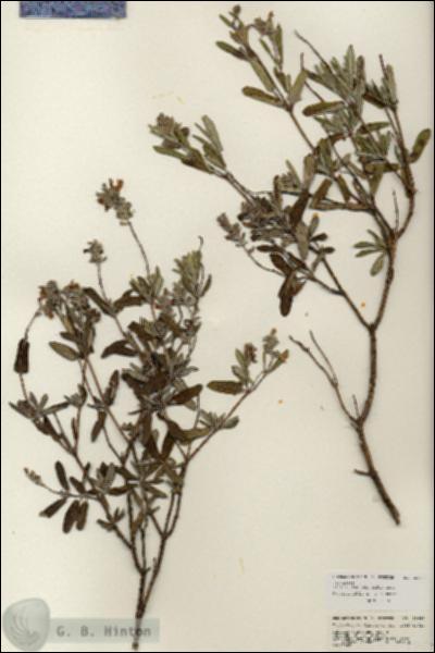 URN_catalog_HBHinton_herbarium_25667.jpg.jpg