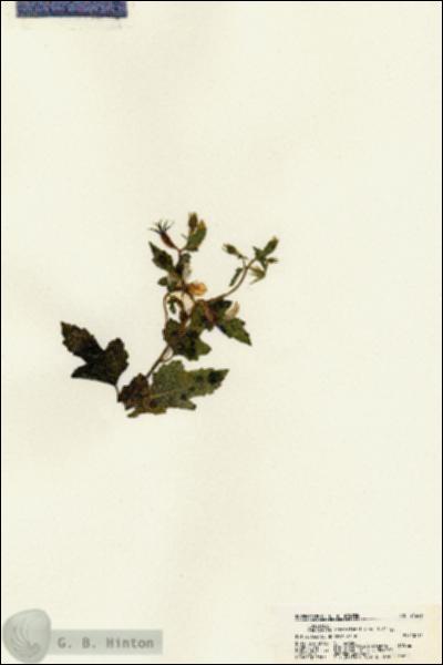 URN_catalog_HBHinton_herbarium_21646.jpg.jpg