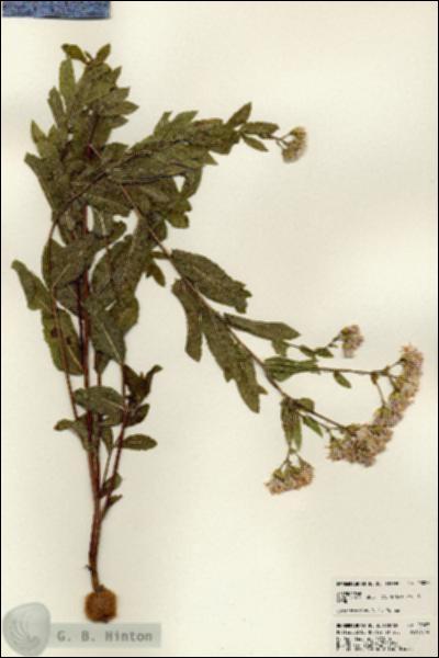 URN_catalog_HBHinton_herbarium_23027.jpg.jpg