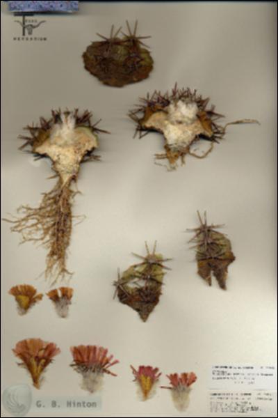 URN_catalog_HBHinton_herbarium_25801.jpg.jpg