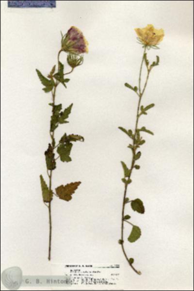 URN_catalog_HBHinton_herbarium_20769.jpg.jpg