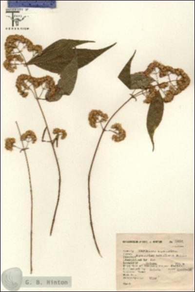 URN_catalog_HBHinton_herbarium_2562.jpg.jpg