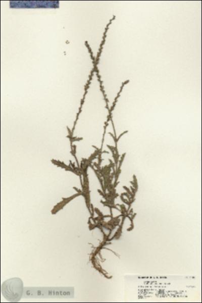 URN_catalog_HBHinton_herbarium_21386.jpg.jpg