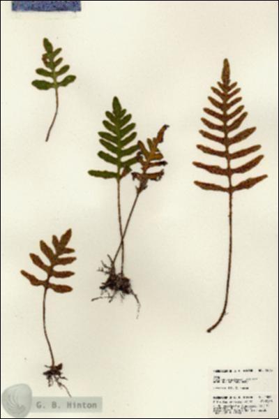 URN_catalog_HBHinton_herbarium_23065.jpg.jpg