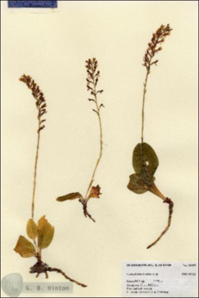 URN_catalog_HBHinton_herbarium_23451.jpg.jpg