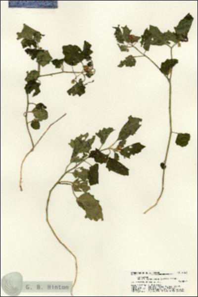 URN_catalog_HBHinton_herbarium_21221.jpg.jpg