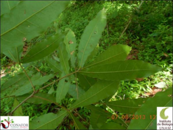 74328_S1_HJ2_20130807_004_001.jpg.jpg