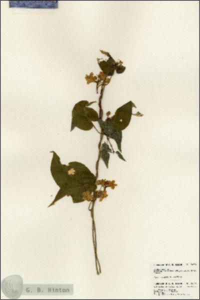 URN_catalog_HBHinton_herbarium_24296.jpg.jpg