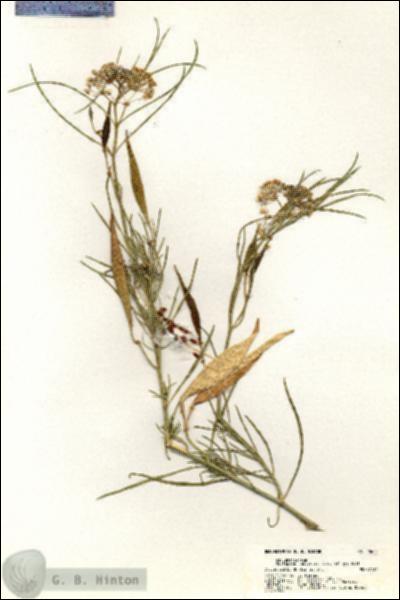 URN_catalog_HBHinton_herbarium_20605.jpg.jpg