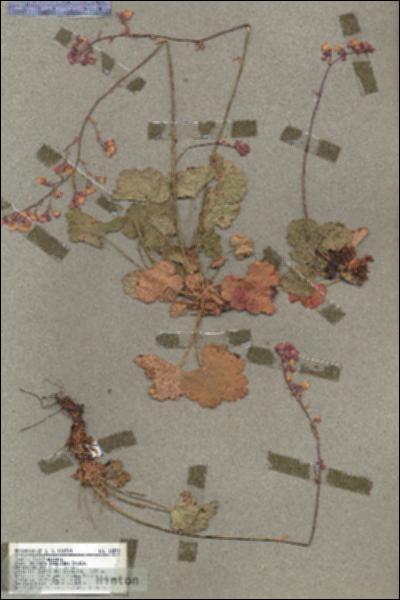 URN_catalog_HBHinton_herbarium_18855.jpg.jpg