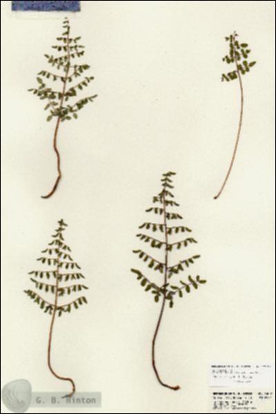 URN_catalog_HBHinton_herbarium_23389.jpg.jpg