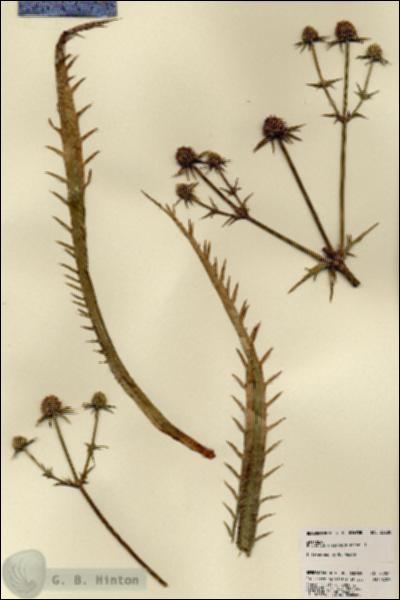 URN_catalog_HBHinton_herbarium_23280.jpg.jpg