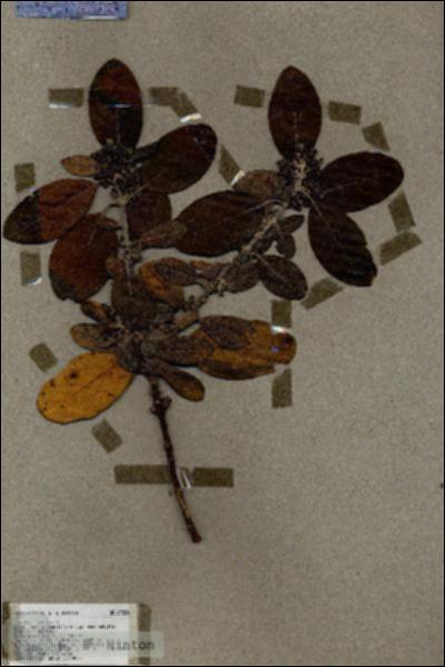 URN_catalog_HBHinton_herbarium_17281.jpg.jpg