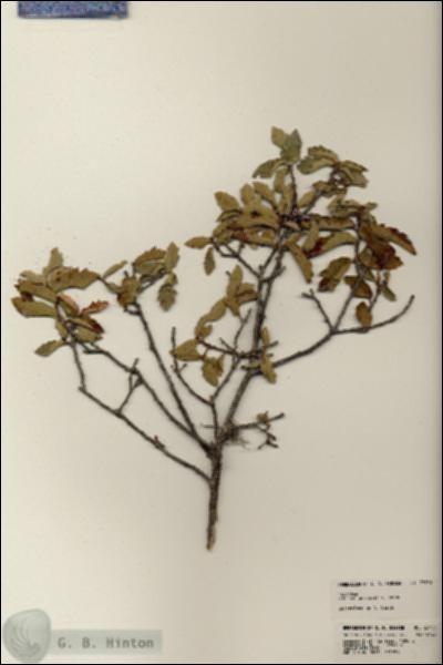 URN_catalog_HBHinton_herbarium_23750.jpg.jpg