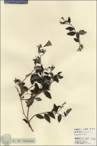 URN_catalog_HBHinton_herbarium_23473.jpg.jpg