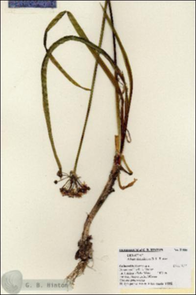 URN_catalog_HBHinton_herbarium_21444.jpg.jpg