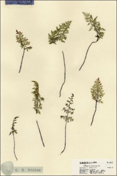 URN_catalog_HBHinton_herbarium_22087.jpg.jpg