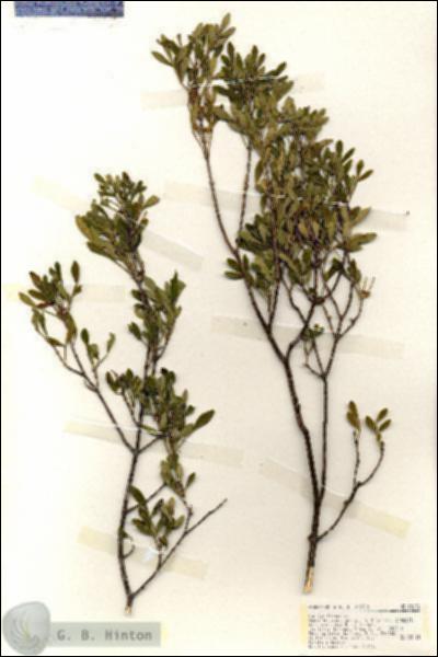 URN_catalog_HBHinton_herbarium_18132.jpg.jpg