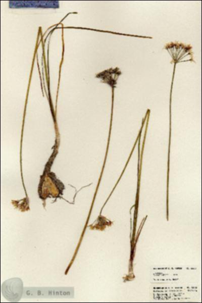 URN_catalog_HBHinton_herbarium_23603.jpg.jpg