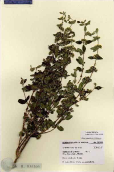 URN_catalog_HBHinton_herbarium_28765.jpg.jpg