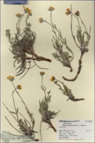 URN_catalog_HBHinton_herbarium_18173.jpg.jpg