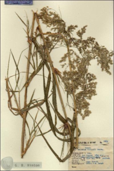 URN_catalog_HBHinton_herbarium_5592.jpg.jpg