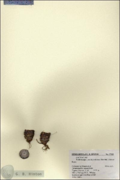 URN_catalog_HBHinton_herbarium_27342.jpg.jpg