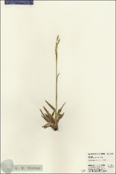 URN_catalog_HBHinton_herbarium_23134.jpg.jpg