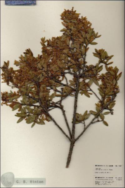 URN_catalog_HBHinton_herbarium_24062.jpg.jpg