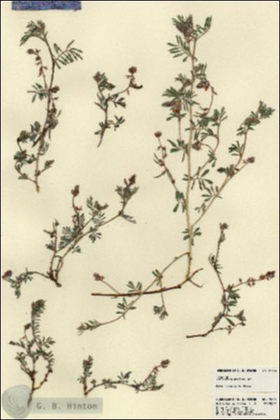 URN_catalog_HBHinton_herbarium_22846.jpg.jpg