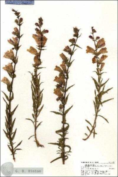 URN_catalog_HBHinton_herbarium_20989.jpg.jpg