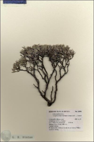 URN_catalog_HBHinton_herbarium_18098.jpg.jpg