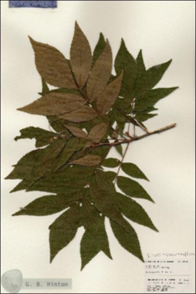 URN_catalog_HBHinton_herbarium_25326.jpg.jpg