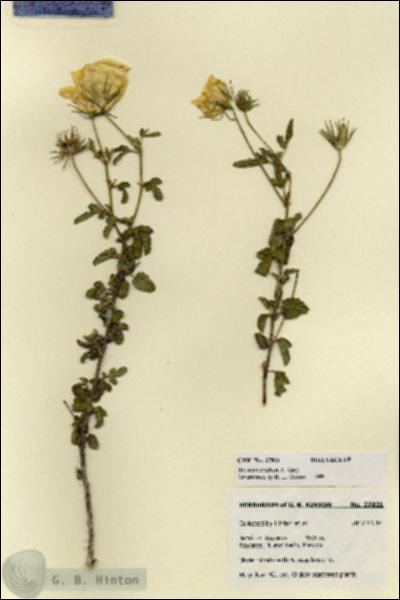 URN_catalog_HBHinton_herbarium_27821.jpg.jpg