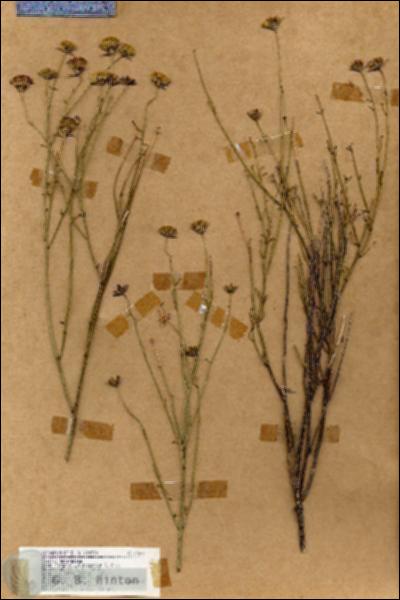 URN_catalog_HBHinton_herbarium_19084.jpg.jpg