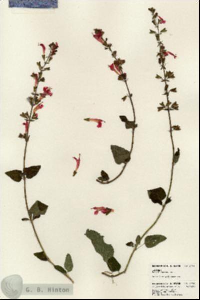 URN_catalog_HBHinton_herbarium_24151.jpg.jpg
