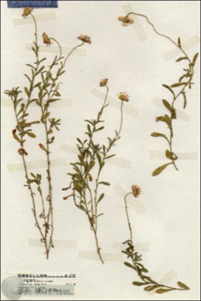 URN_catalog_HBHinton_herbarium_20093.jpg.jpg