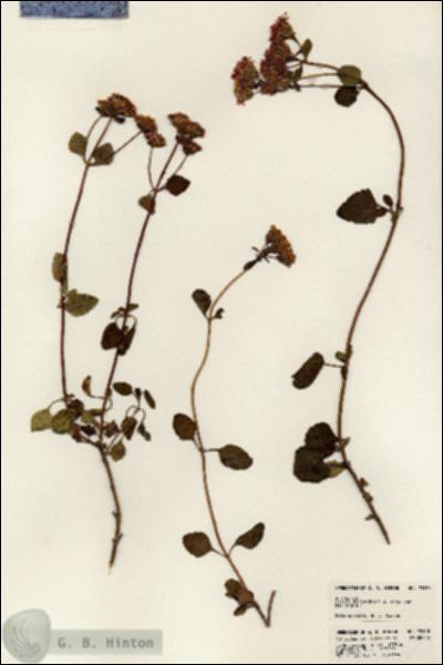 URN_catalog_HBHinton_herbarium_23138.jpg.jpg