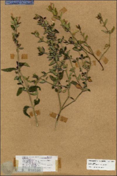 URN_catalog_HBHinton_herbarium_17686.jpg.jpg