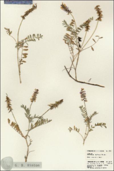 URN_catalog_HBHinton_herbarium_23101.jpg.jpg