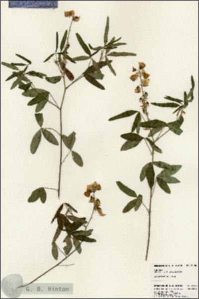URN_catalog_HBHinton_herbarium_24586.jpg.jpg