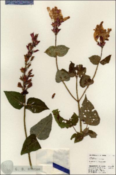 URN_catalog_HBHinton_herbarium_23792.jpg.jpg
