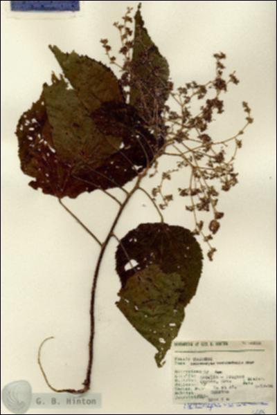 URN_catalog_HBHinton_herbarium_6605.jpg.jpg