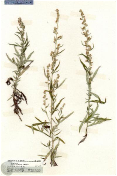 URN_catalog_HBHinton_herbarium_20080.jpg.jpg