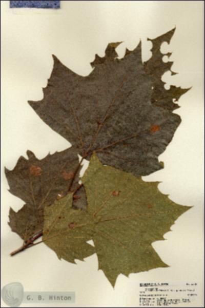 URN_catalog_HBHinton_herbarium_22185.jpg.jpg